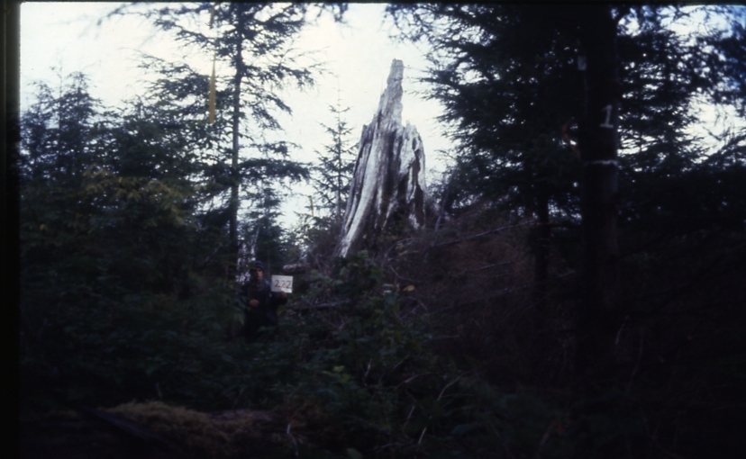 Cave Creek plot 222 2-3; Cave creek Cave Creek plot 222 2-3; Cave creek