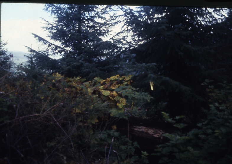 Cave Creek plot 222 2-1; Cave creek Cave Creek plot 222 2-1; Cave creek