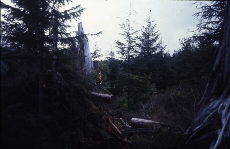 Cave Creek plot 222 3-2; Cave creek Cave Creek plot 222 3-2; Cave creek