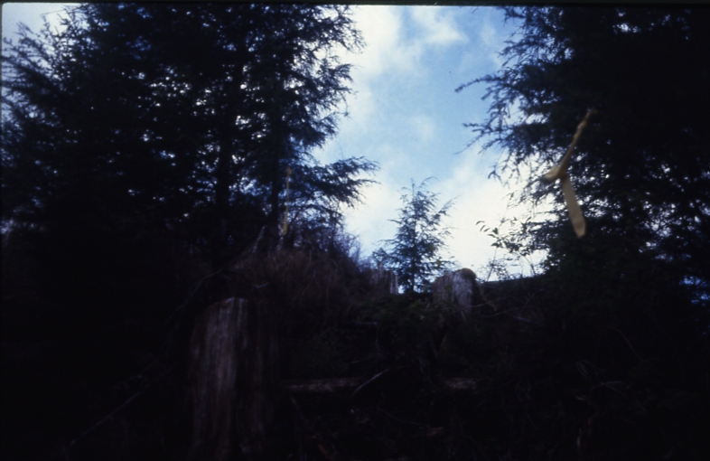 Cave Creek plot 222 4-3; Cave creek Cave Creek plot 222 4-3; Cave creek