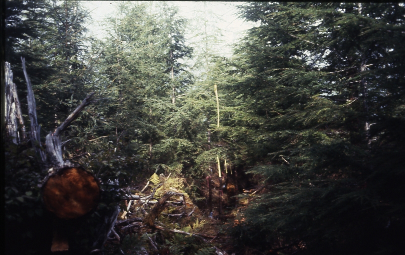 Cave Creek plot 221 1-4; Cave creek Cave Creek plot 221 1-4; Cave creek