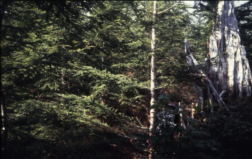 Cave Creek plot 221 1-45deg; Cave creek Cave Creek plot 221 1-45deg; Cave creek