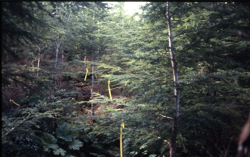 Cave Creek plot 221 1-2; Cave creek Cave Creek plot 221 1-2; Cave creek