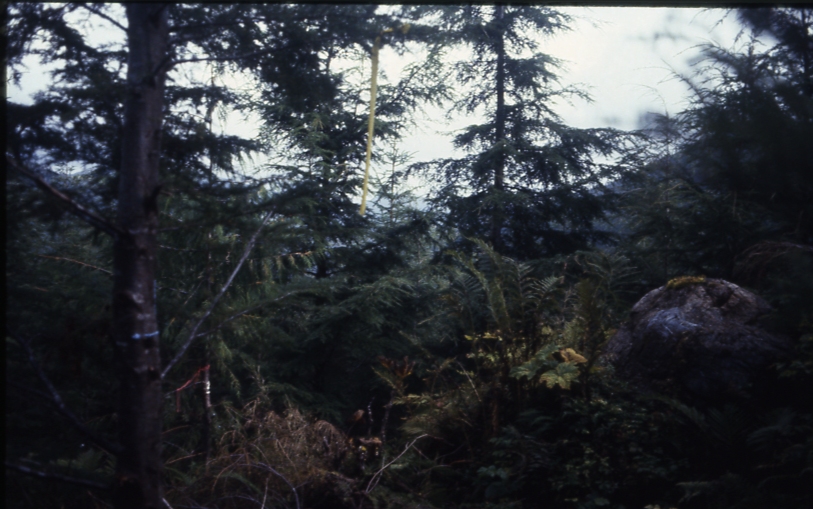 Cave Creek plot 221 2-2; Cave creek Cave Creek plot 221 2-2; Cave creek