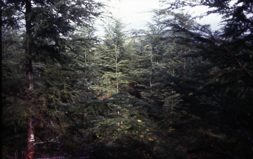 Cave Creek plot 221 2-45deg; Cave creek Cave Creek plot 221 2-45deg; Cave creek