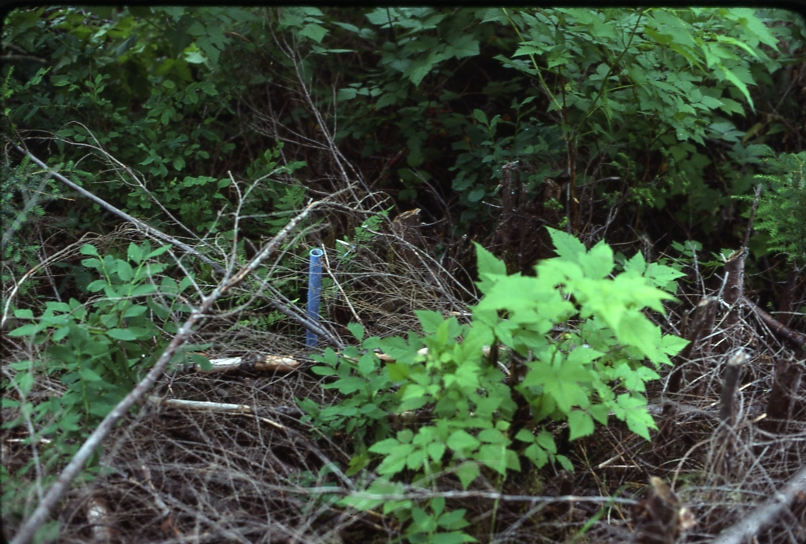 Harris river plot 108 salmonberry on pt; Harris river