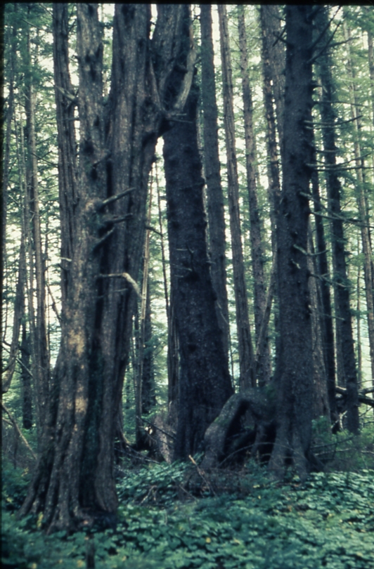 Fluted trees in Sitka national monument Fluted trees in Sitka national monument