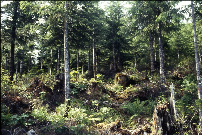 Salamander lake 65 6/92; Salamander lake