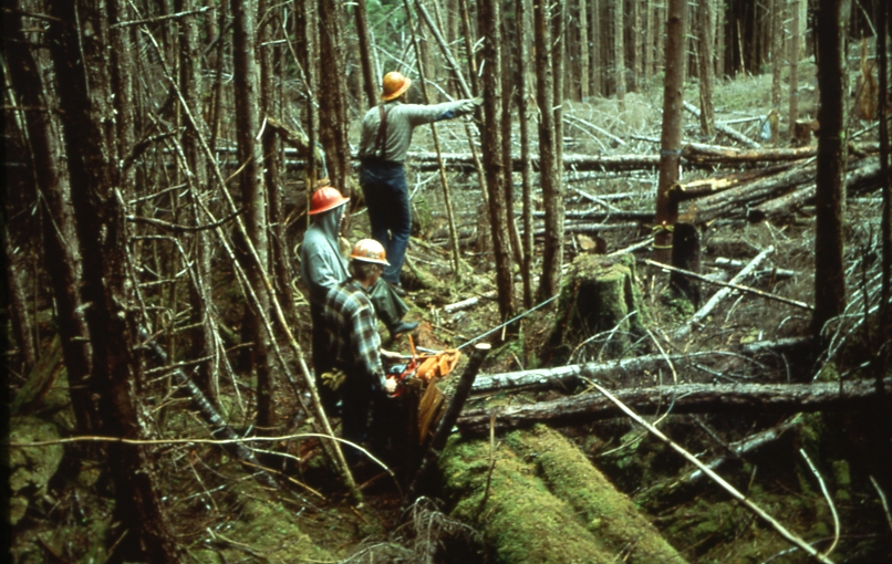Yarding at Saginaw bay 16x16 spacing; Saginaw bay