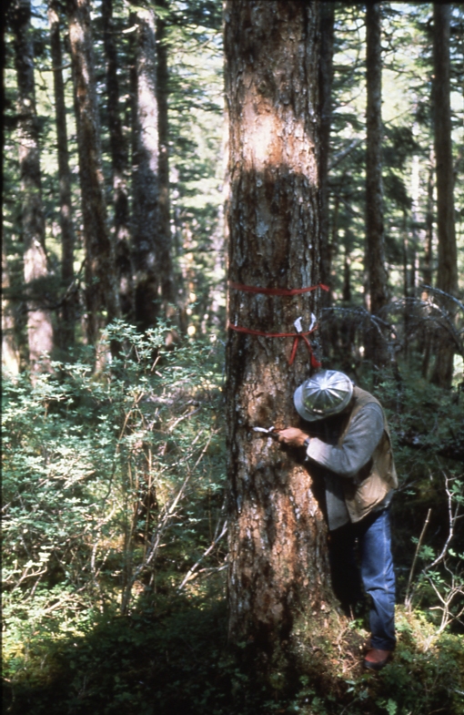 Ray Kolesh marking a site tree for cutting 1981