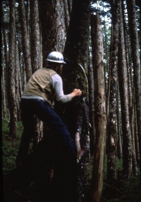 Ray Kolesh measuring stilt rooted tree 1981