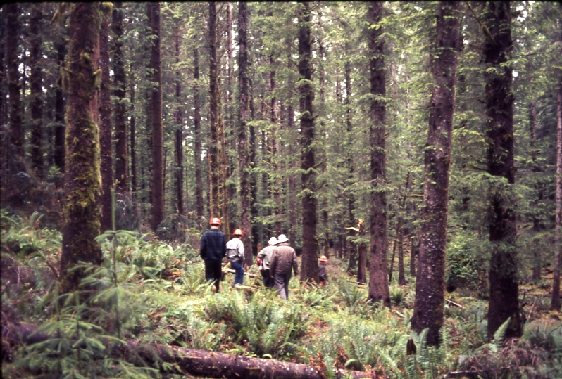Group in forest