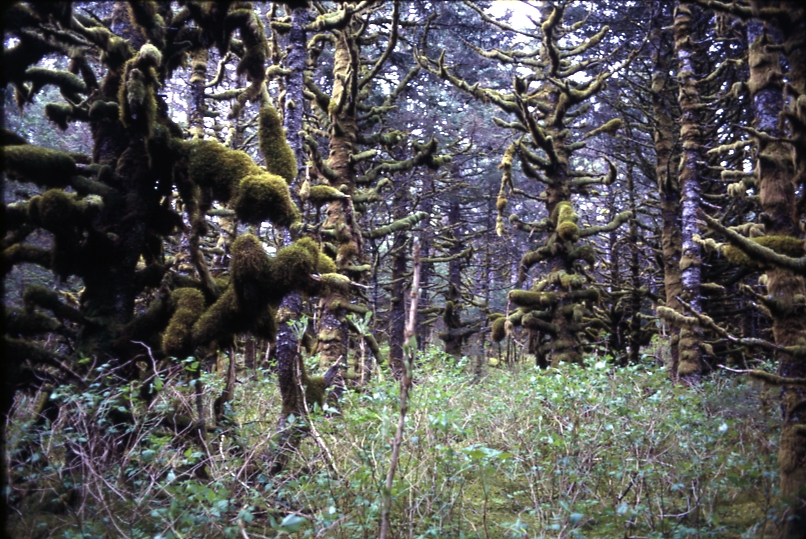 open grown mother trees raspberry island