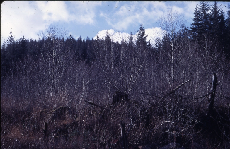 Alder at edge of logging road fish bay