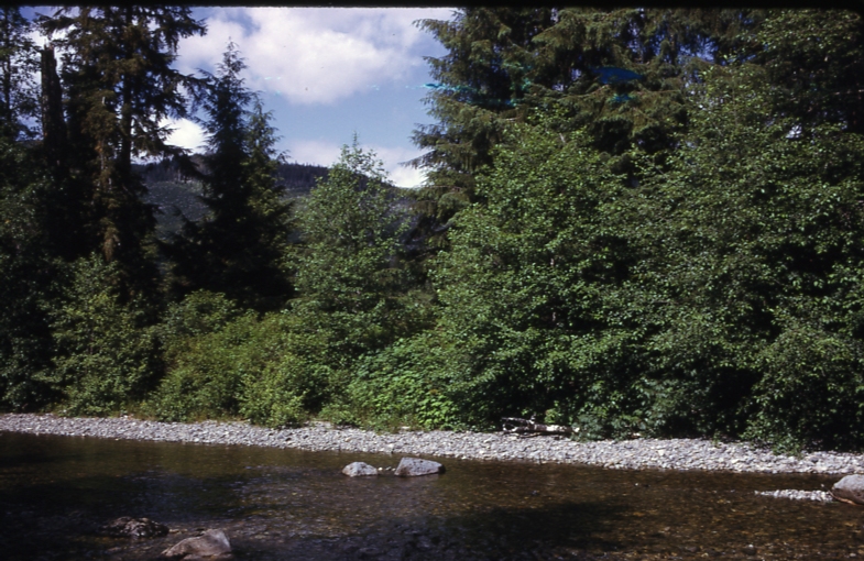 Maybeso Creek photo 49 2 of 3 7/15/73 Maybeso Creek photo 49 2 of 3 7/15/73