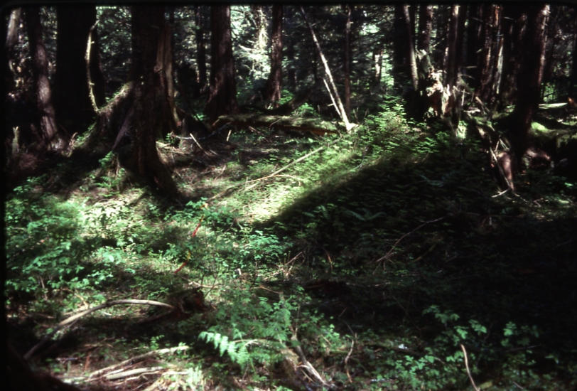 Trail- Pt Camden 5/18/77 Trail- Pt Camden 5/18/77