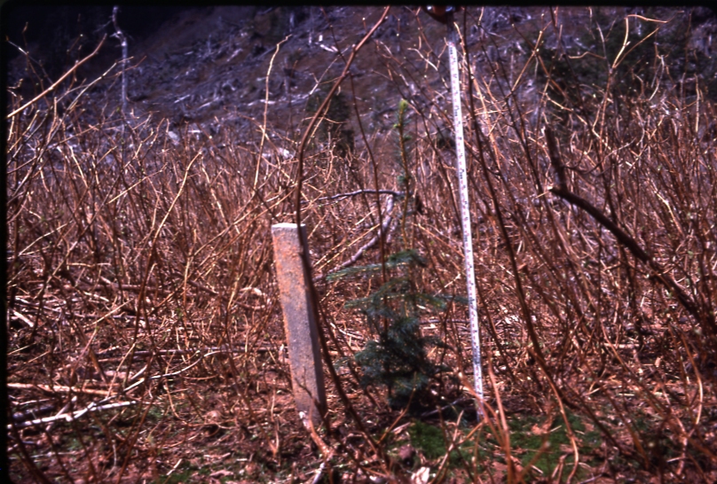 Planted Sitka Spruce Bourbon creek Baranof Is