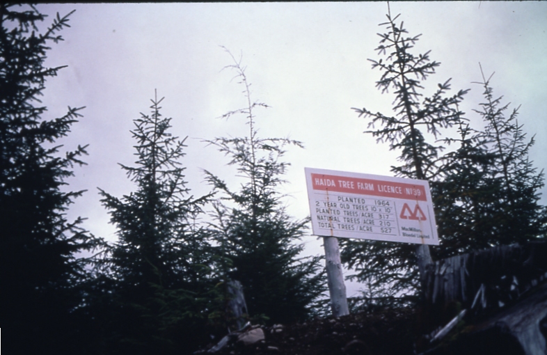 Phantom TFL 39 QCI McMillan Bloedel Ltd. SS planted 1964 10x10 spacing 10/5/76 Phantom TFL 39 QCI McMillan Bloedel Ltd. SS planted 1964 10x10 spacing 10/5/76