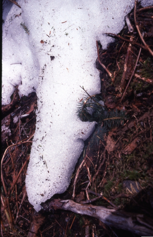 Bourbon cove spruce bent under snow