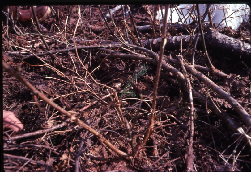 Bourbon cove planted Spruce