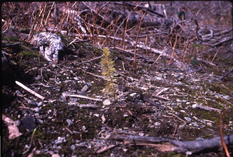 Bourbon cove planted Spruce