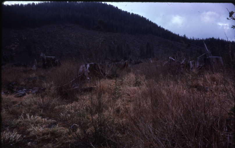 Valley bottom Starrigavan cr 5/78 Valley bottom Starrigavan cr 5/78