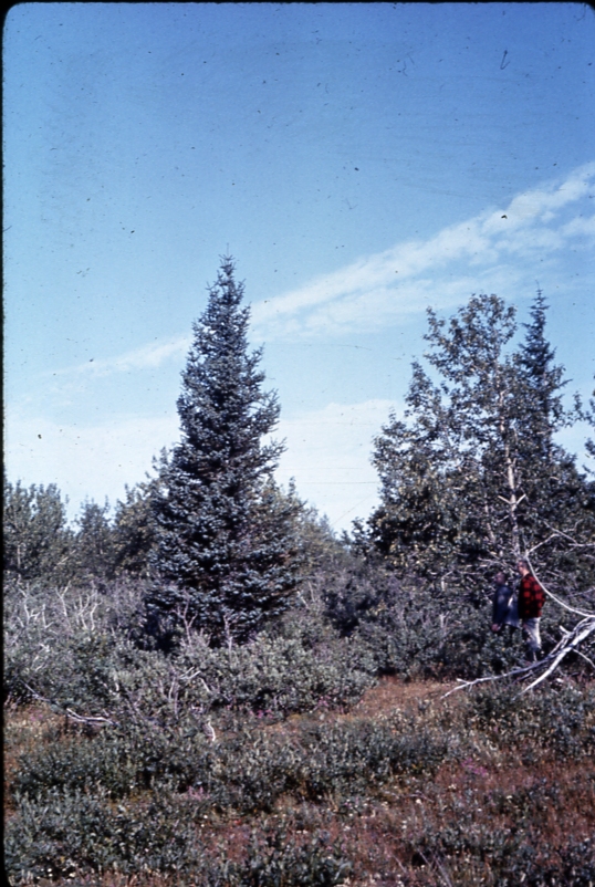 Yakutat flats. Cold winds from glacier cause heaviest branching on side away from glacier Al Harris and Bill Farr