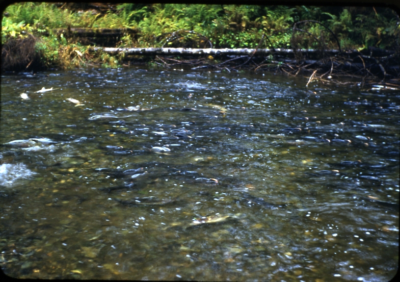 Old tom creek 9-28-51 pink salmon crowded in creek; McKenzie Inlet