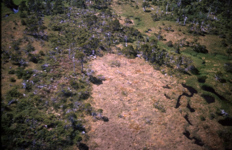Yakutat Lodgepole pine in Muskeg July 7 1965