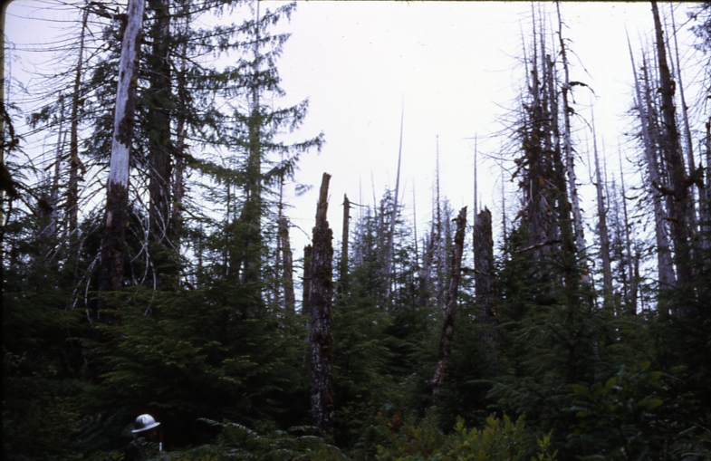 Scrub stand Hollis Scrub stand Hollis