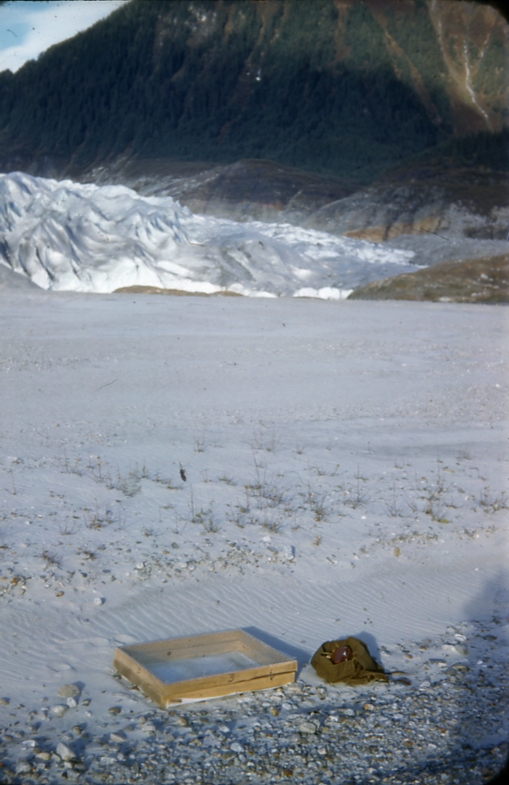 Seed trap Mendenhall glacier flat