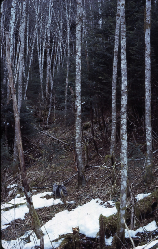 Slide in Walter Is arm 25 deg downslope 150 ' 8/65; Port Houghton