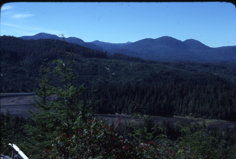 Cutting near Thorne river