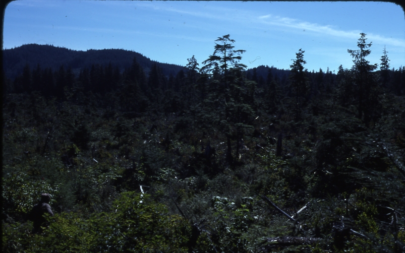 Scattered regen near Thorne Bay