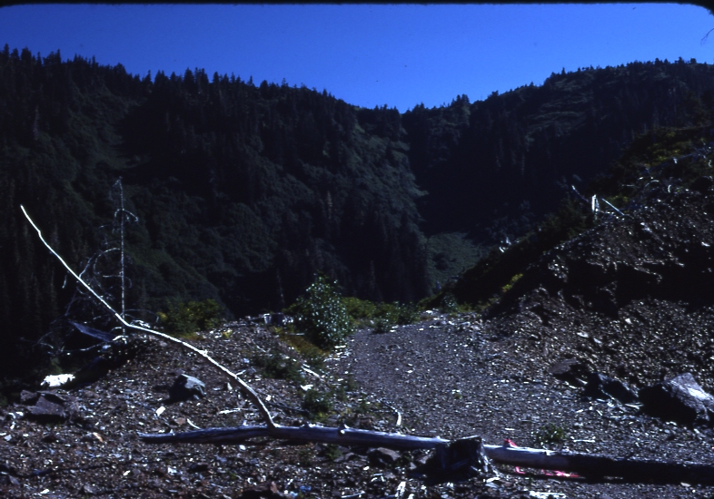 Top of cutting Rio beaver