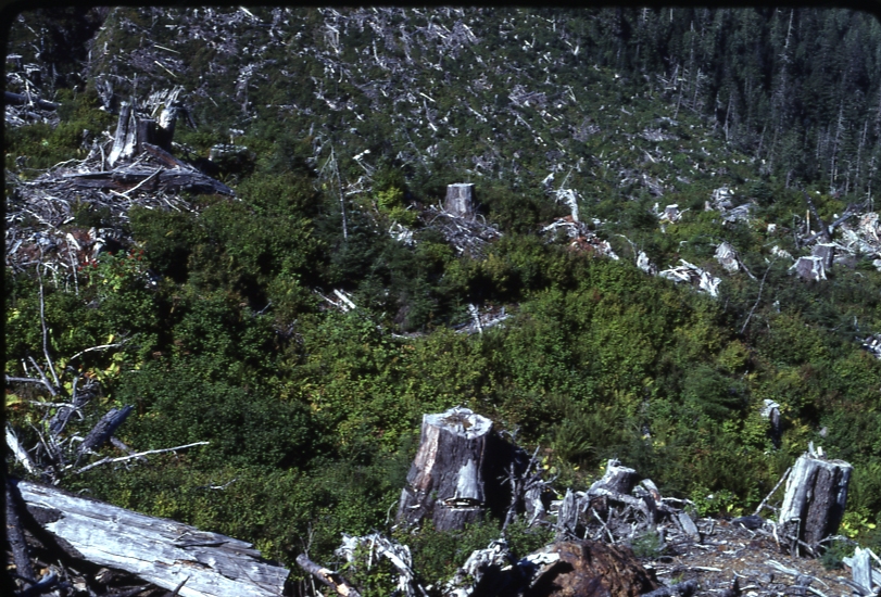 Reproduction near top of Rio Beaver