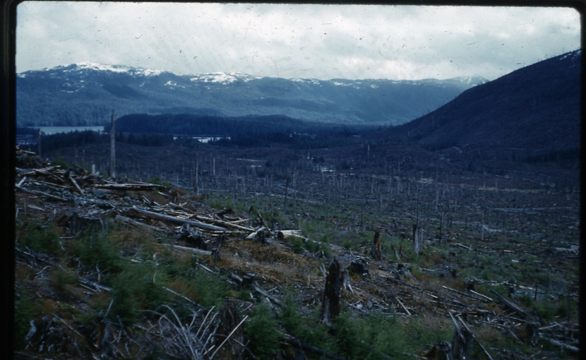 Maybeso Valley may 1962 7 yrs after logging green seedlings are H&S reprod