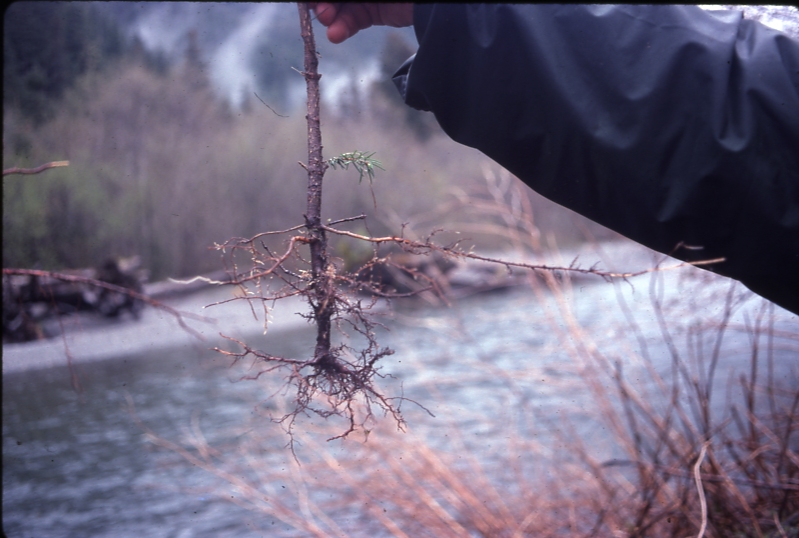 Adventitious roots on spruce Nakwasina