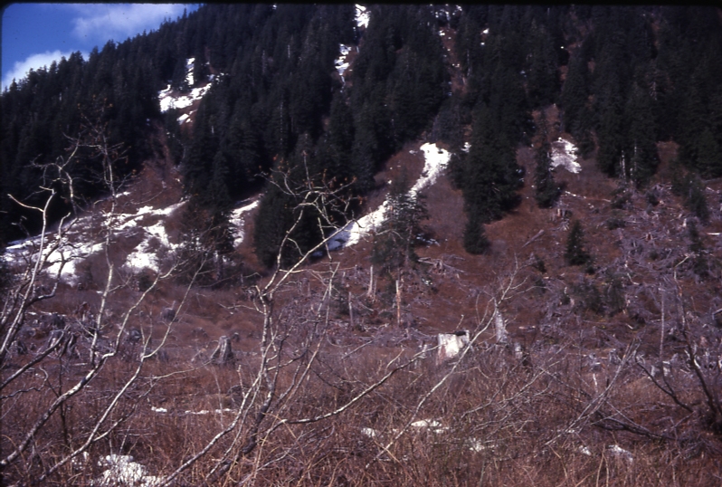 Bourbon Cove Baranof Is potential problem site cutting near timberline at upper end of valley sparse regen