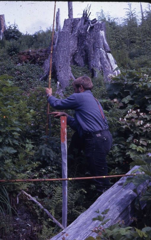 Maybeso Valley 7 years after logging; Measuring vegetation