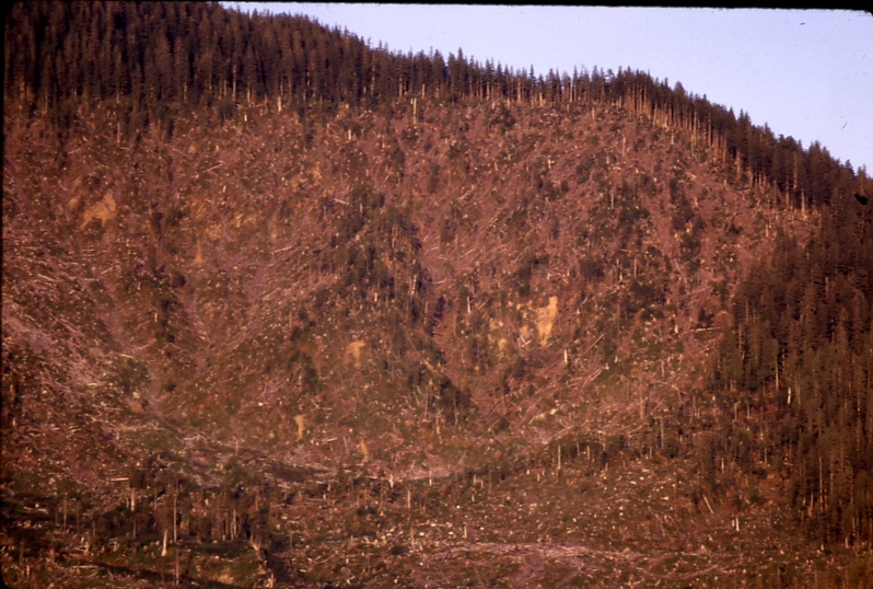 1962 logging at thomas bay. Operator went broke and trees at right were never yarded