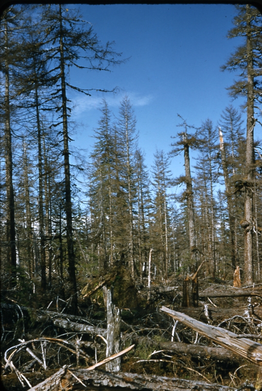 Logging debris and poisoned trees at Yakutat June 1955