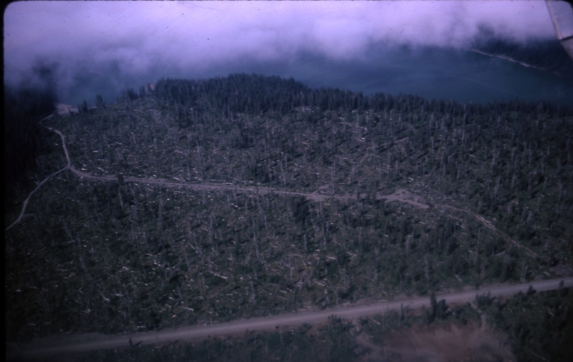 Forest highway Columbia lumber cutting Yakutat July 7 1965 Forest highway Columbia lumber cutting Yakutat July 7 1965