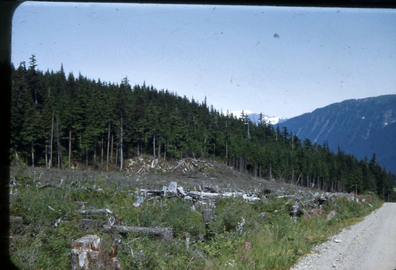 clearcut scrub type Mendenhall peninsula rd. 8/51