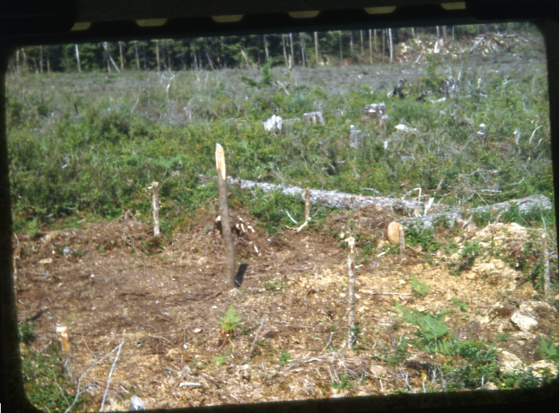 scalped plot Mendenhall peninsula 9/51