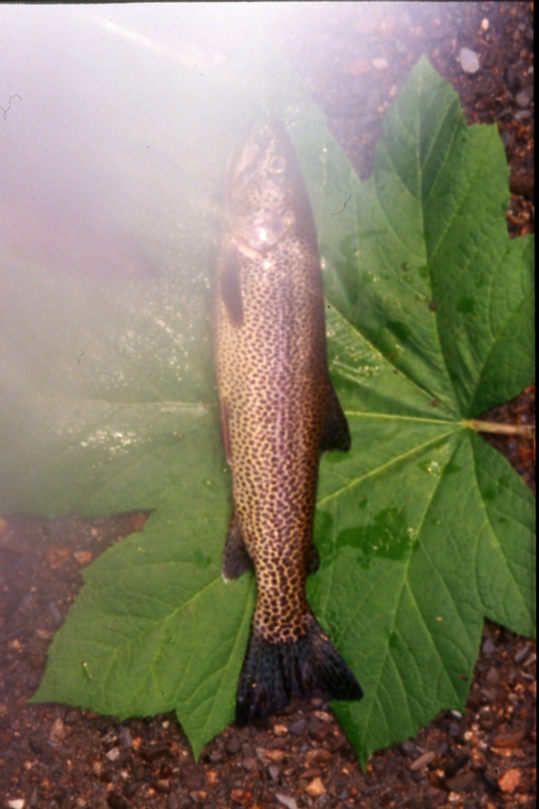Cutthroat; Painted cr drainage, falls cr