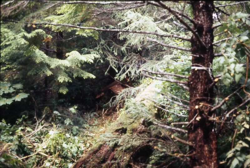 417 1-2; Coffman cove