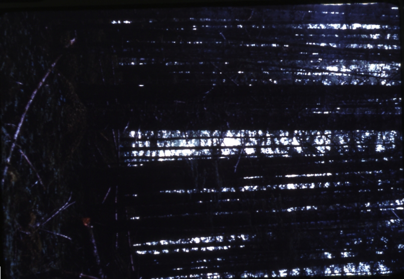 70 year old Sitka spruce 110 feet tall Kanako Bay Admiralty Island