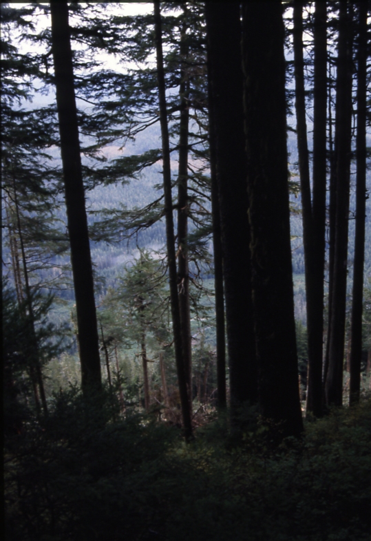 orange marked cedar left standing in unit 1 traded; portage bay harvest