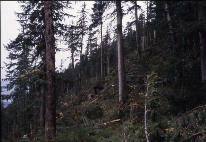 looking across unit 3; portage bay harvest